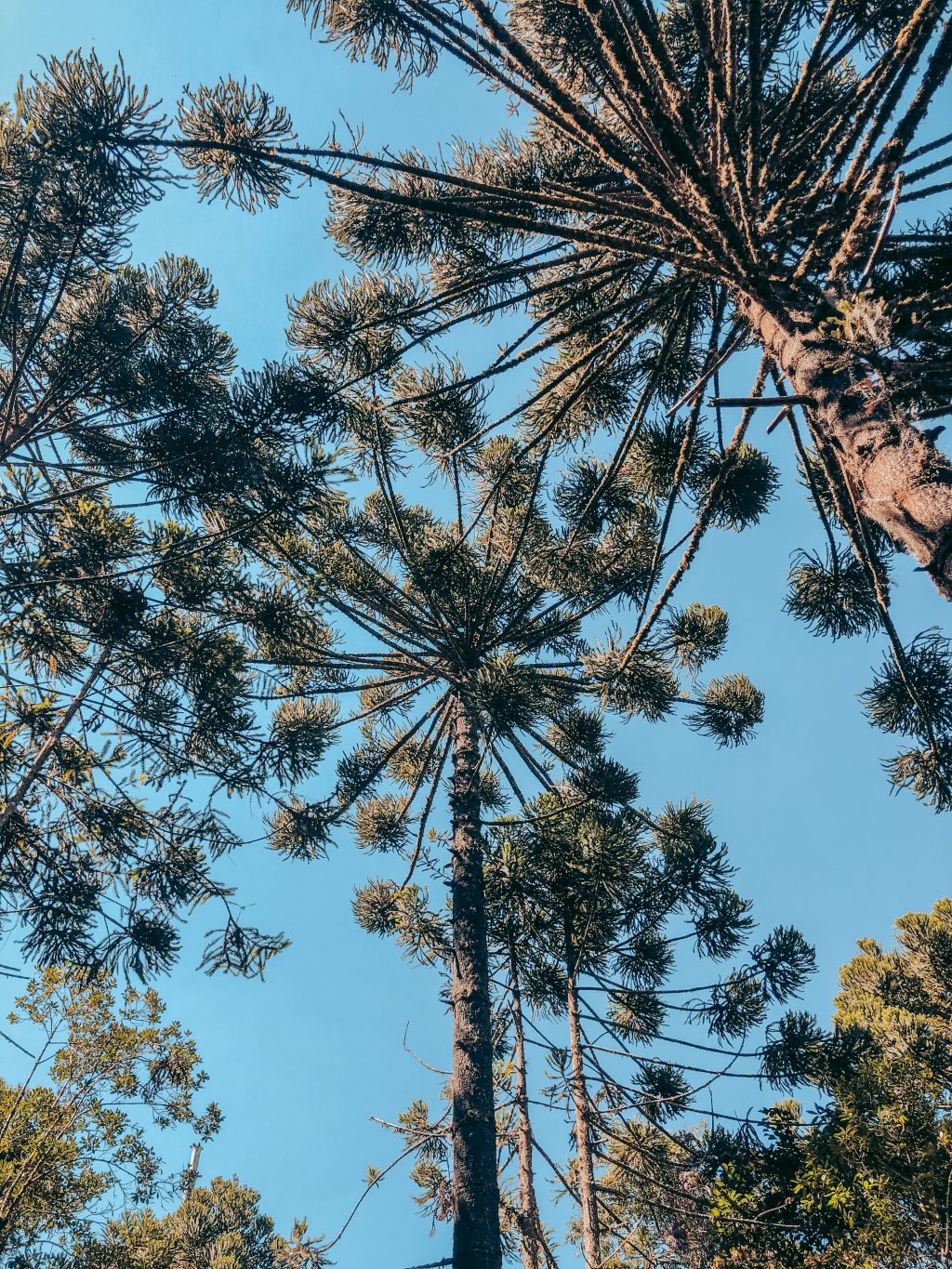 Serra da Bocaina